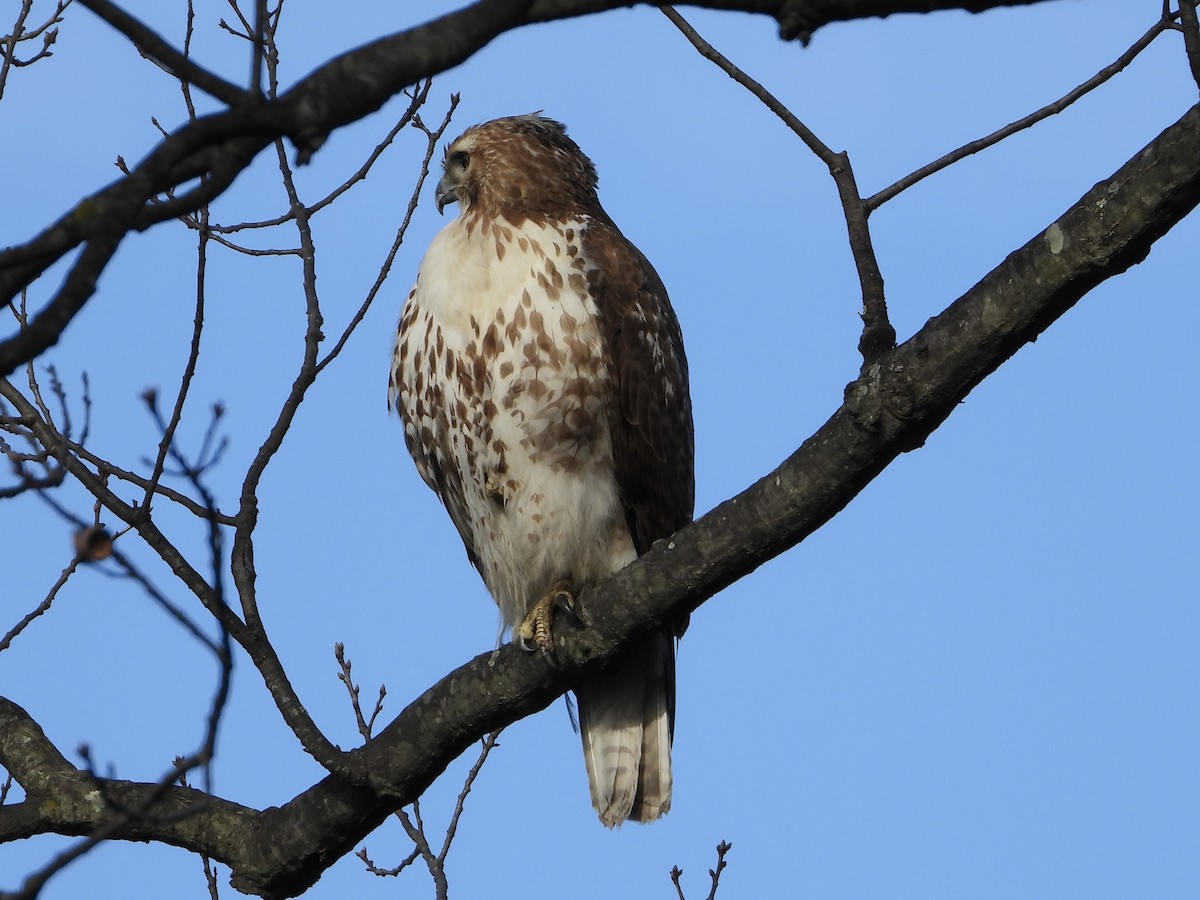 Red-tailed Hawk - ML628310941