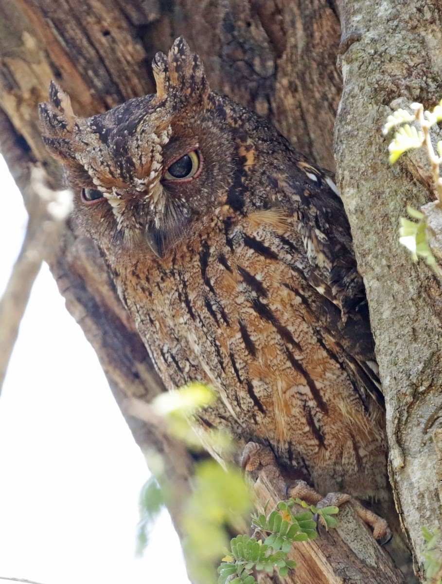 Madagascar Scops-Owl (Torotoroka) - ML628310962