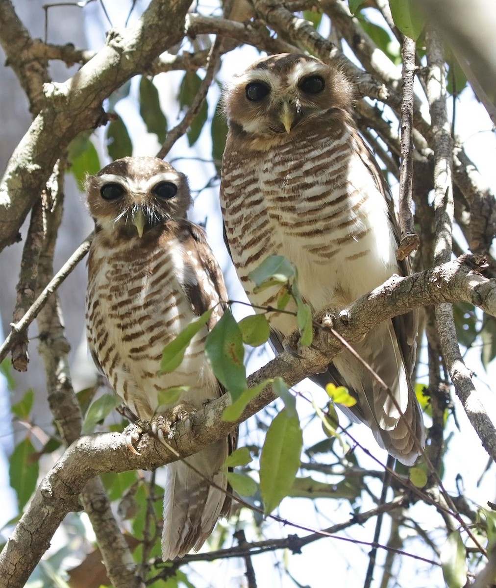 White-browed Owl - ML628310972