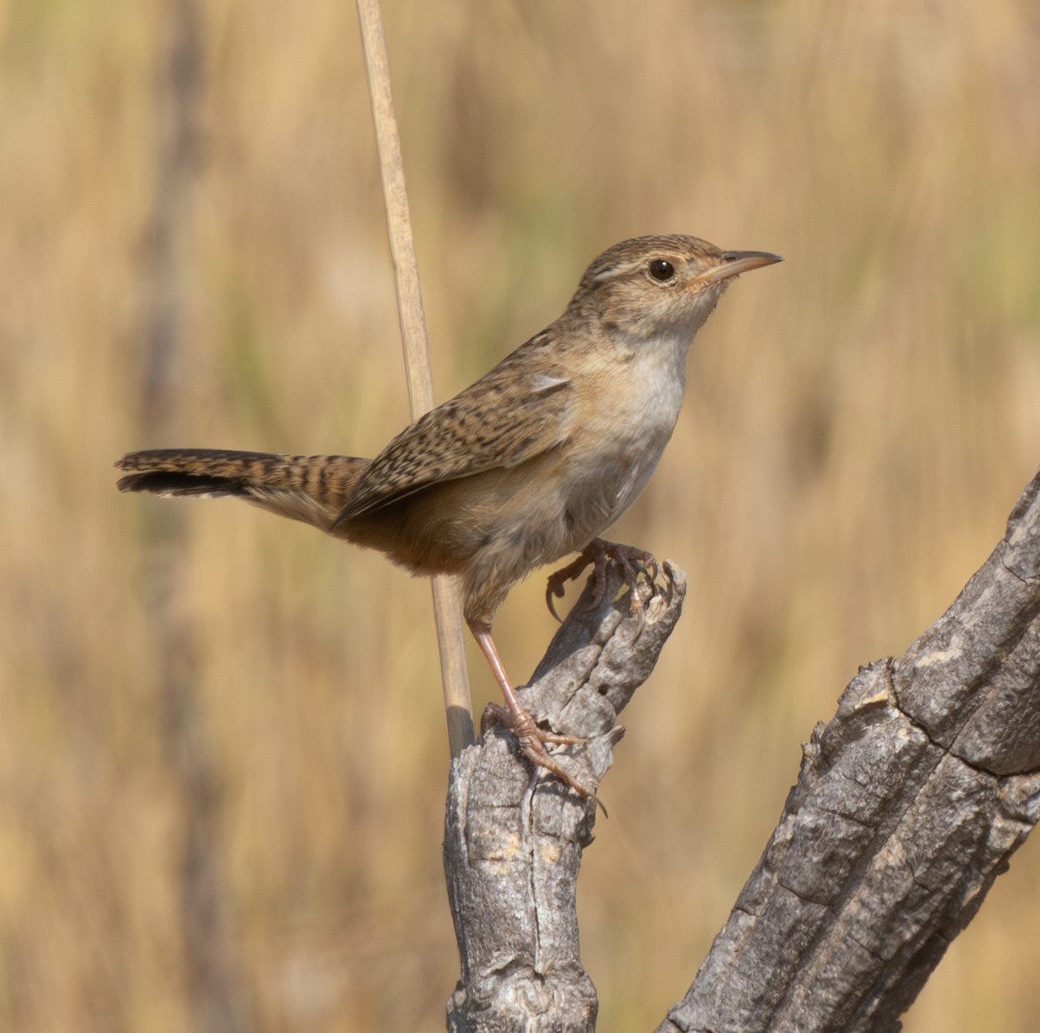 Grass Wren - ML628311043