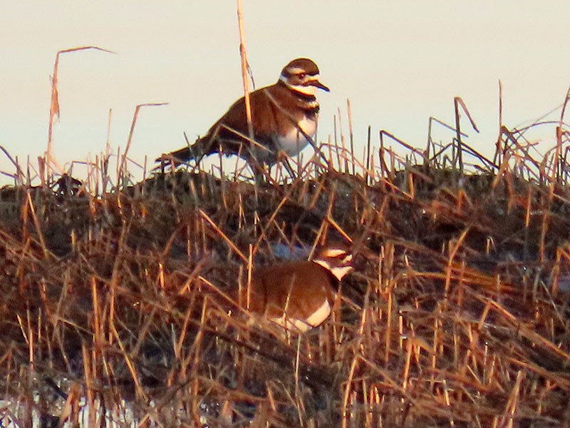 Killdeer - ML628311048