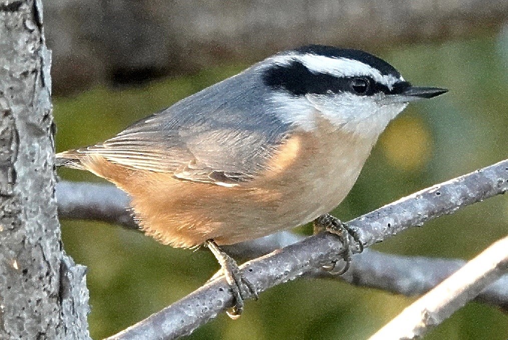 Red-breasted Nuthatch - ML628311527