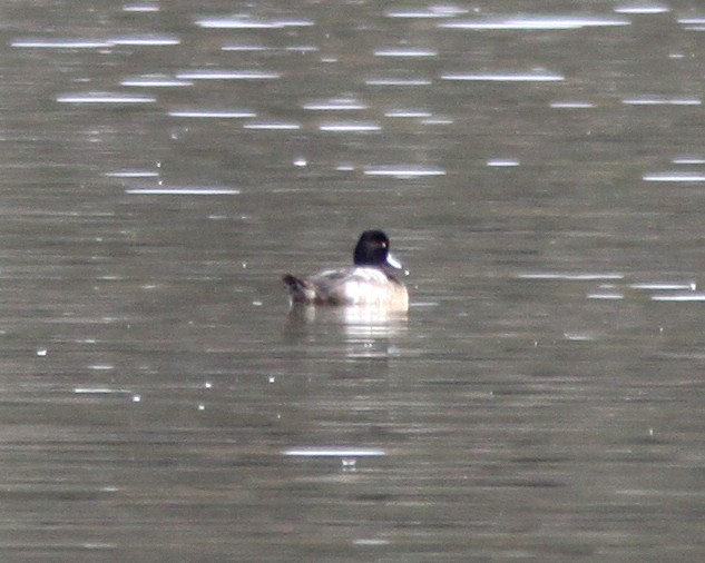 Lesser Scaup - ML628311547