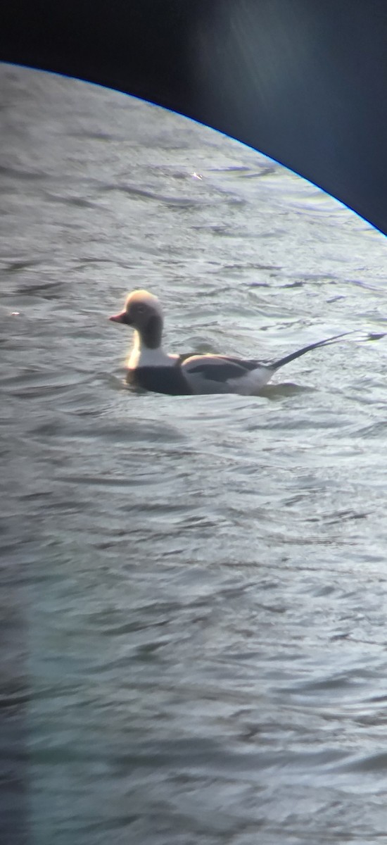 Long-tailed Duck - ML628311844