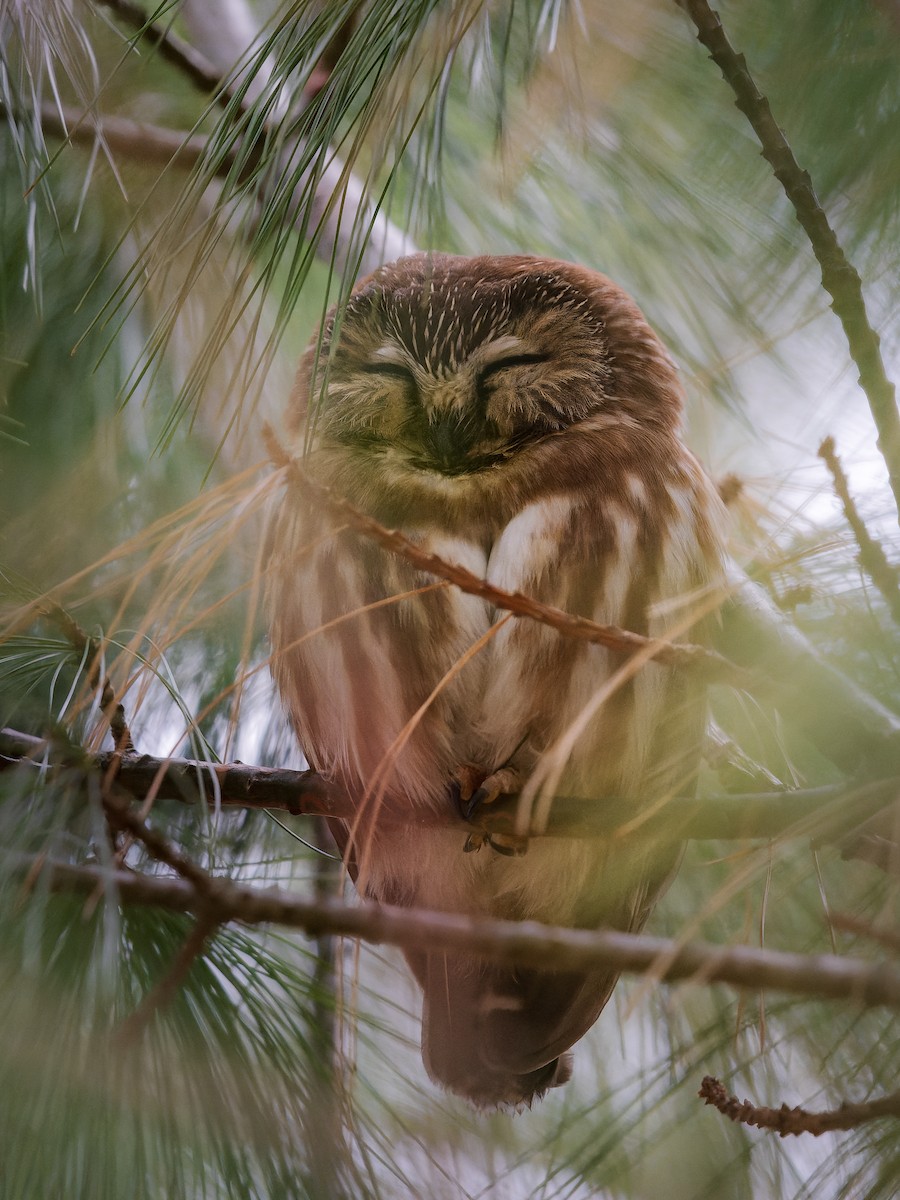 Northern Saw-whet Owl - ML628311881