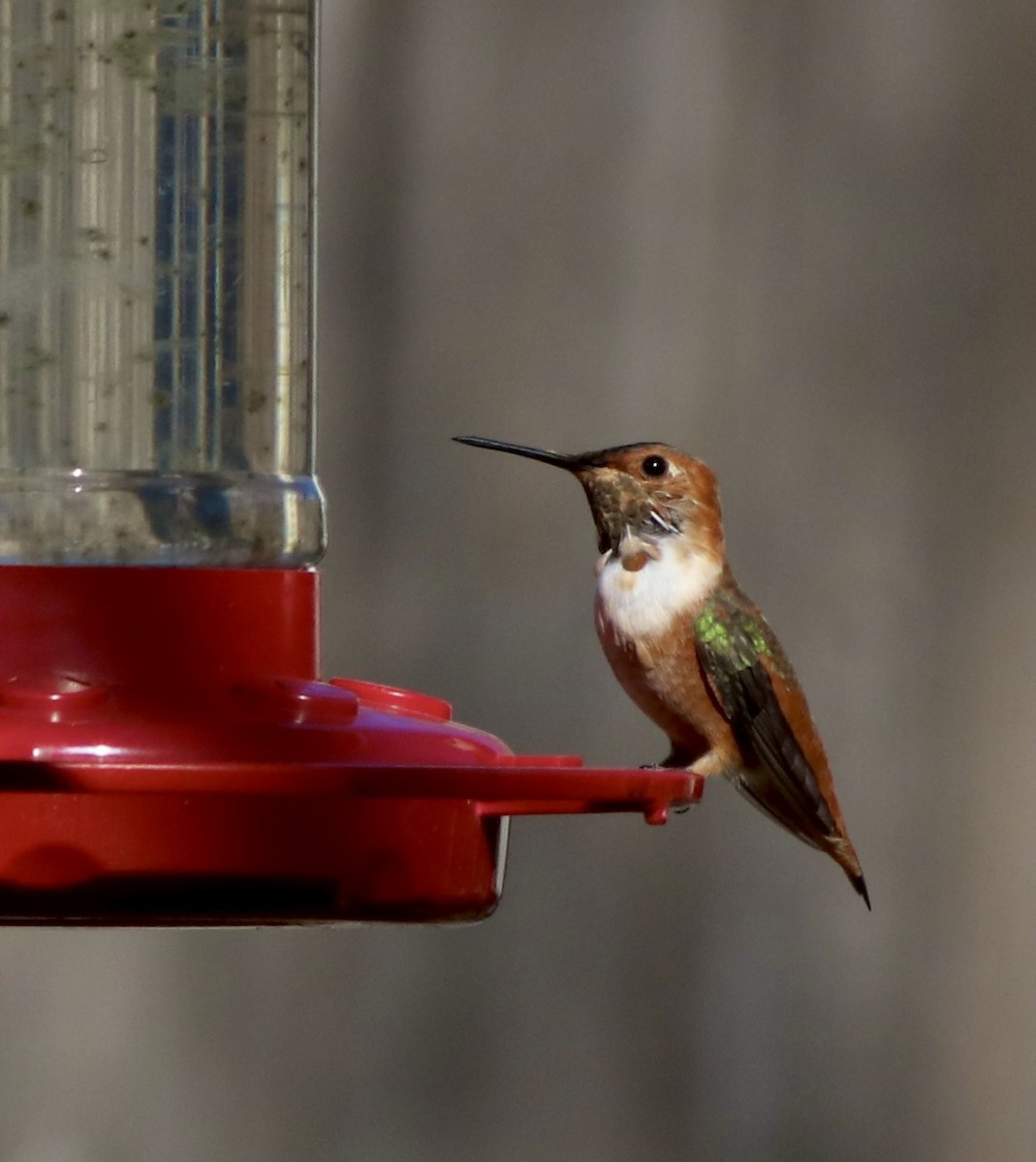 Allen's Hummingbird - ML628311896