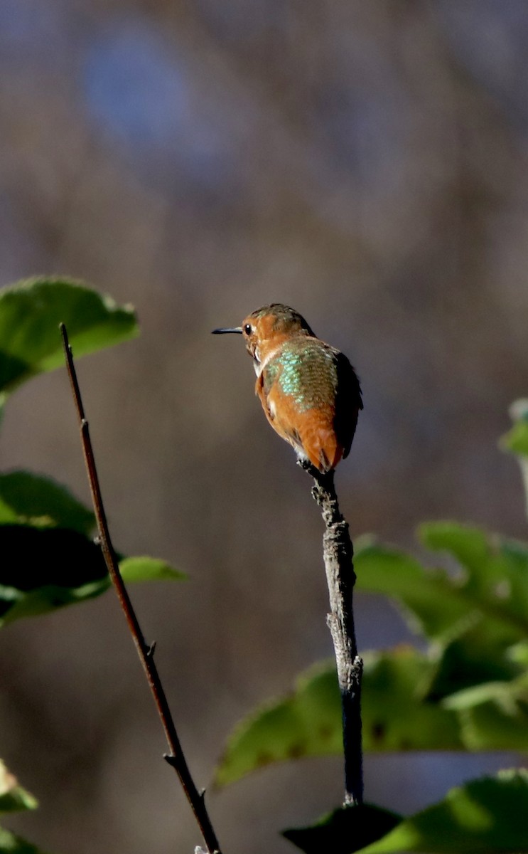 Allen's Hummingbird - ML628311897