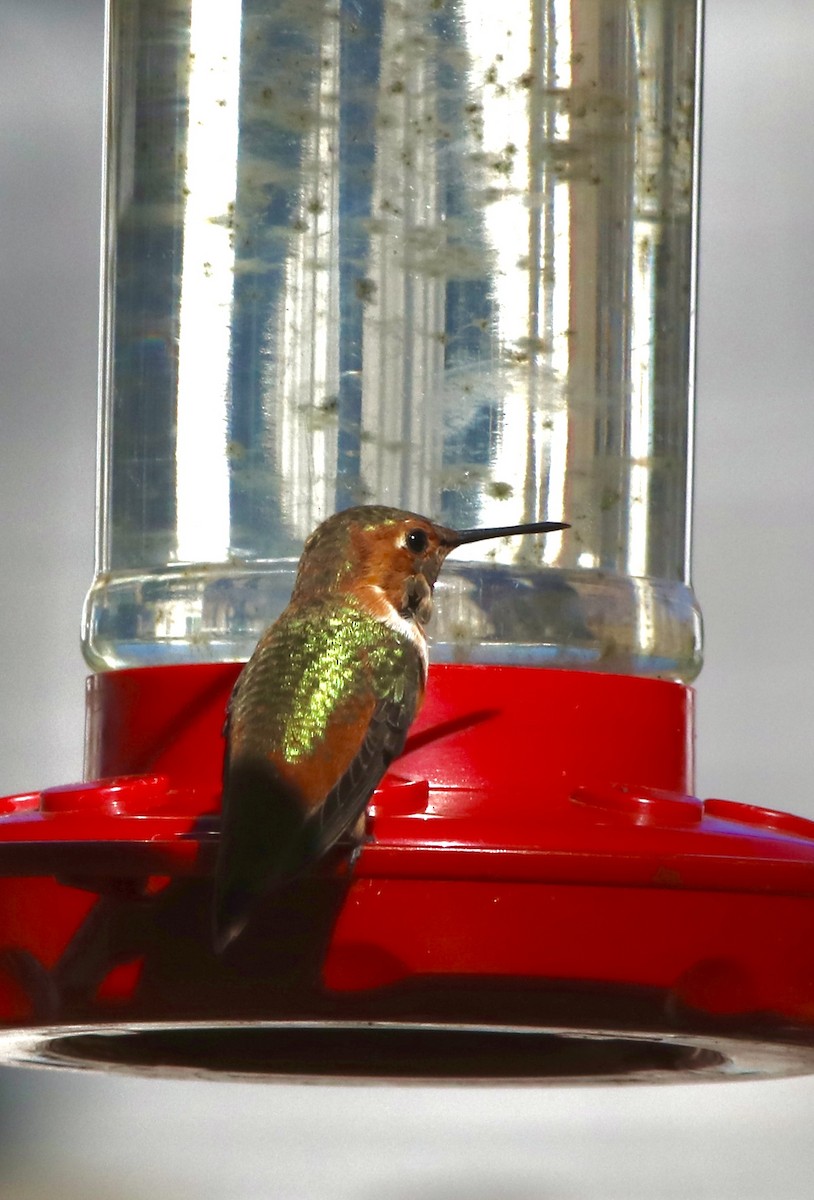 Allen's Hummingbird - ML628311898