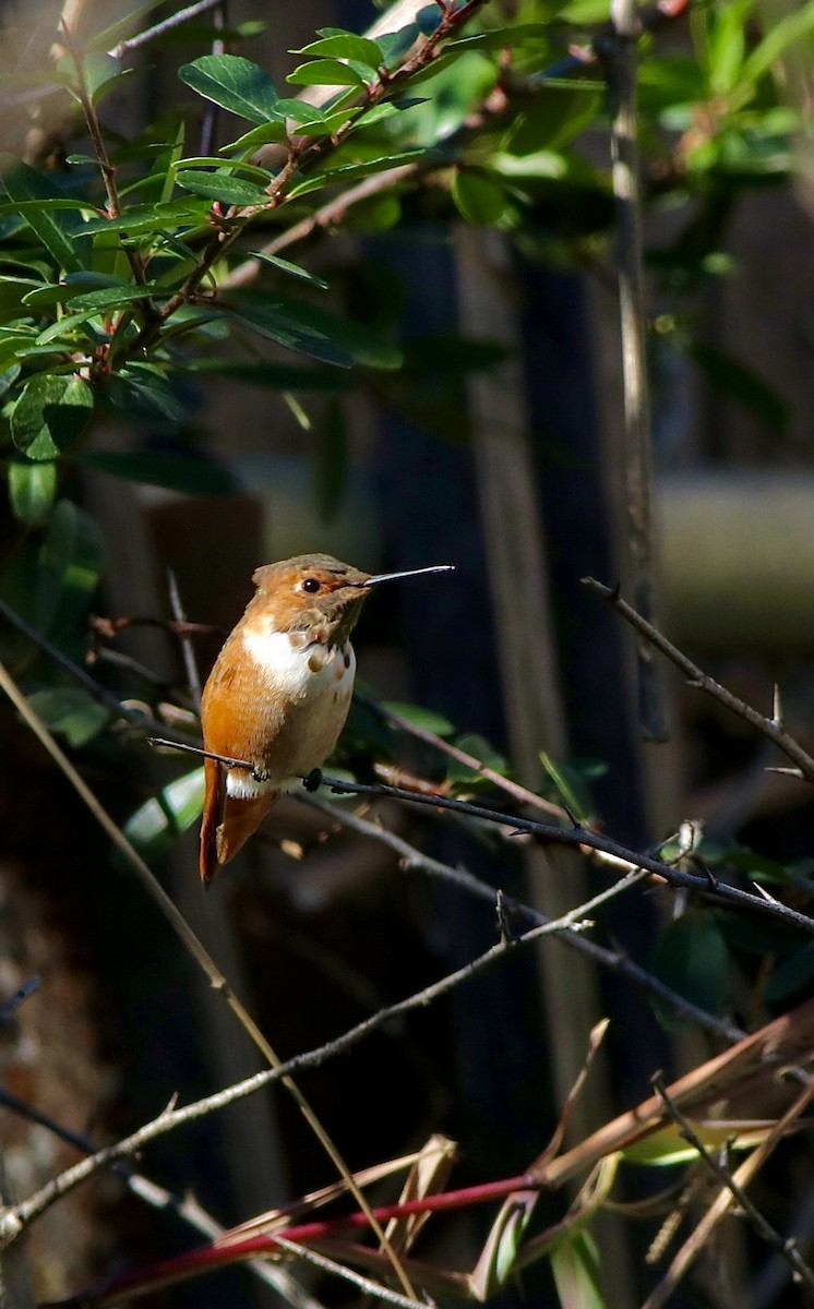 Allen's Hummingbird - ML628311899