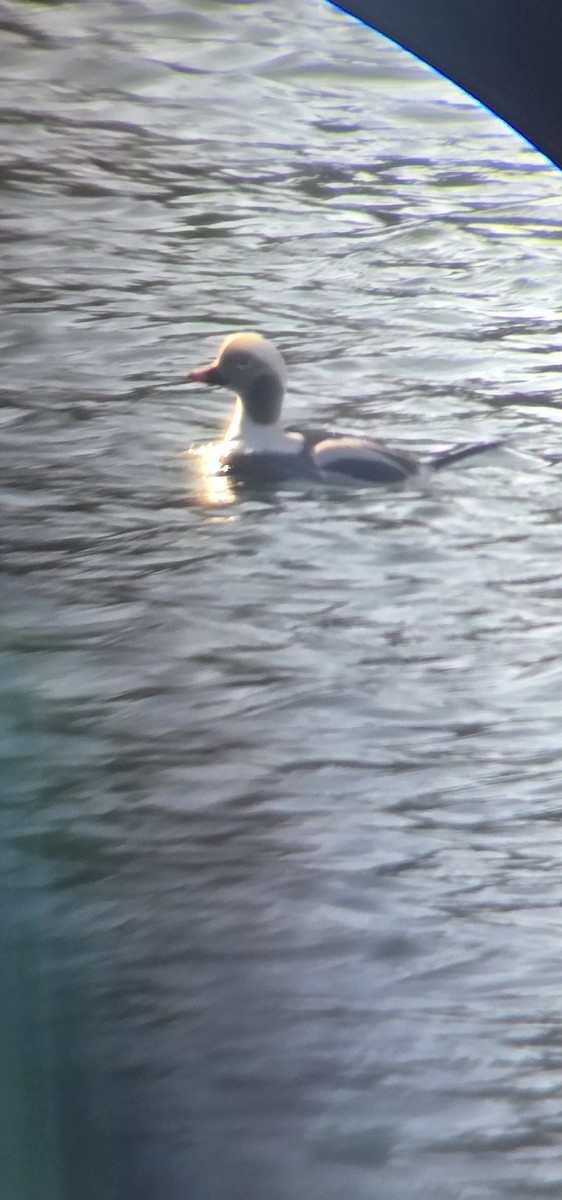 Long-tailed Duck - ML628311906