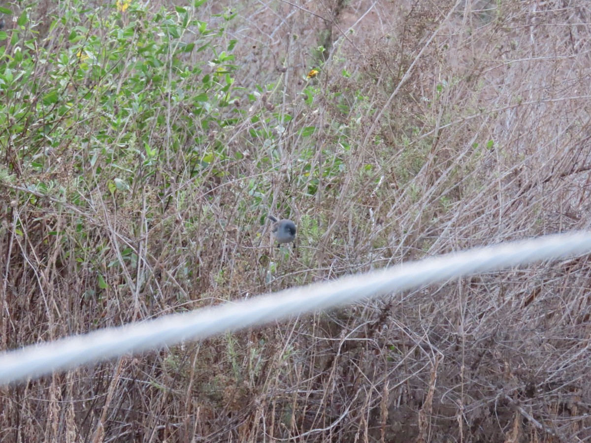 California Gnatcatcher - ML628312012