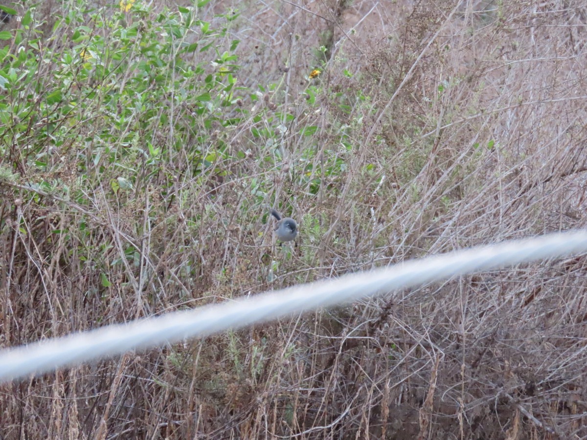 California Gnatcatcher - ML628312013