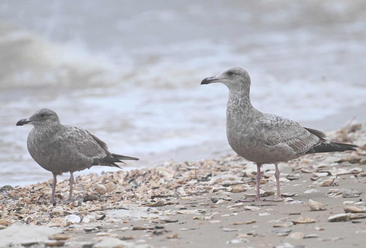 שחף מערבי - ML628312119