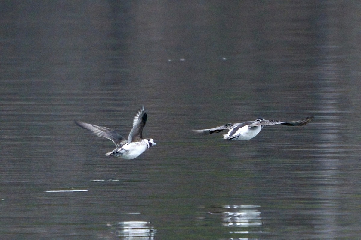 Long-tailed Duck - ML628312250