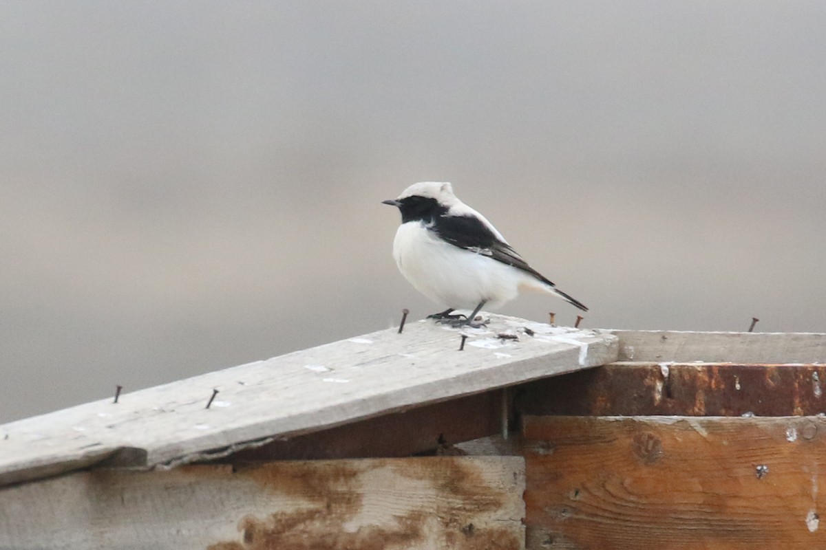 Finsch's Wheatear - ML628312280