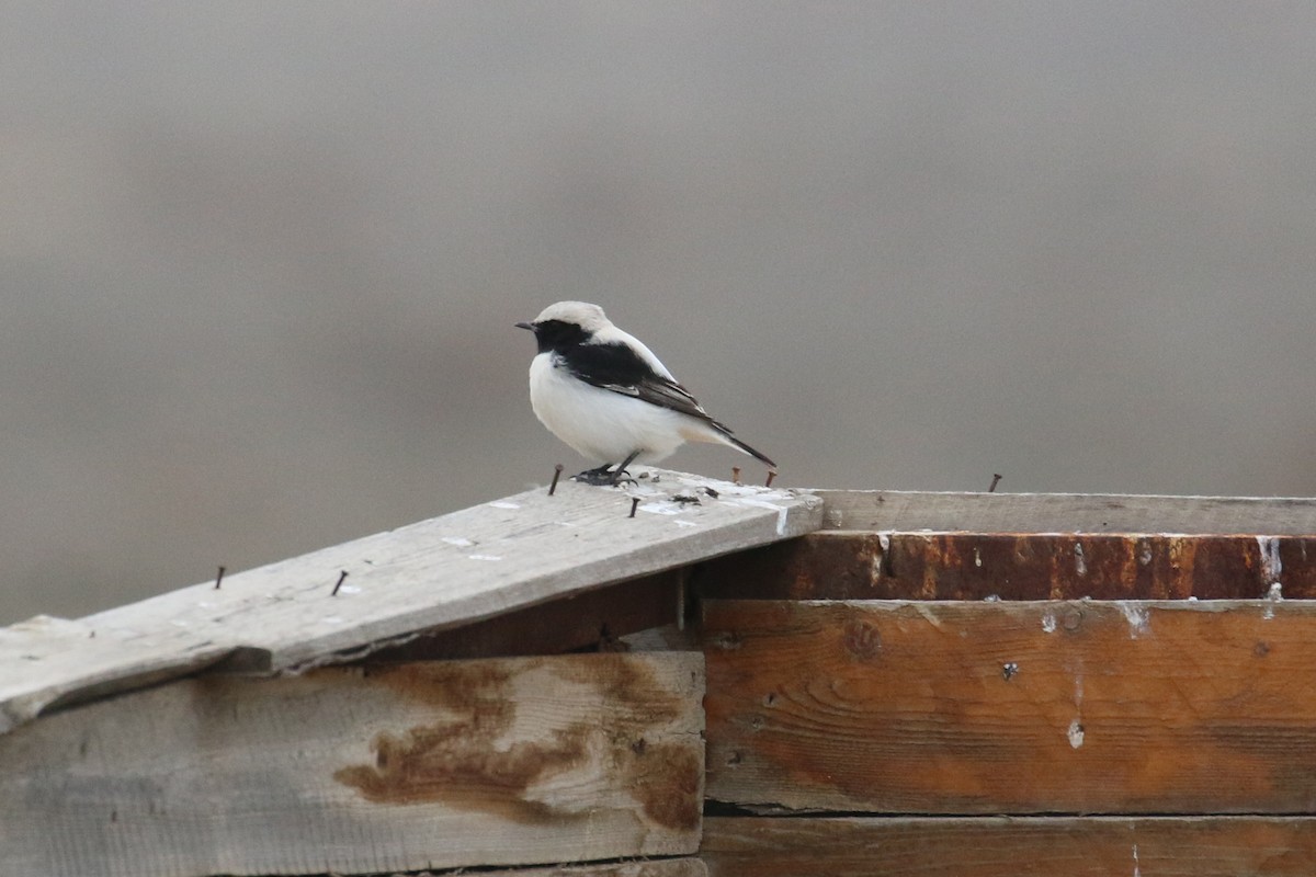 Finsch's Wheatear - ML628312281