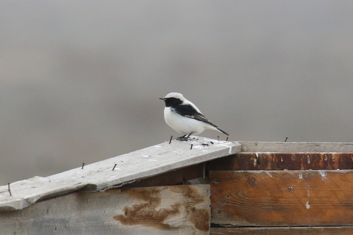 Finsch's Wheatear - ML628312282
