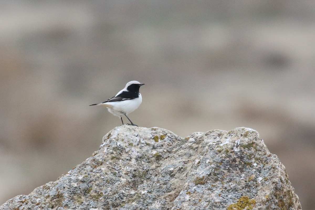 Finsch's Wheatear - ML628312283