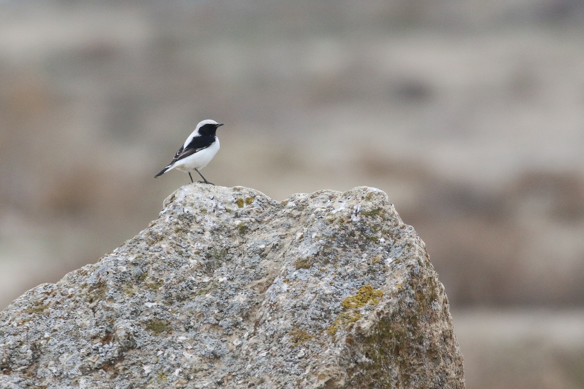 Finsch's Wheatear - ML628312284