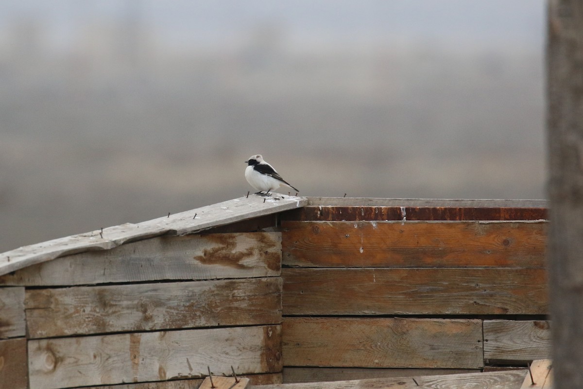 Finsch's Wheatear - ML628312286