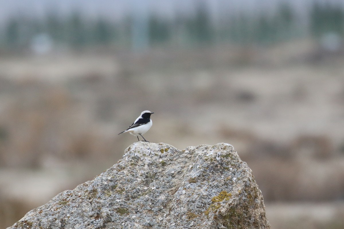 Finsch's Wheatear - ML628312287