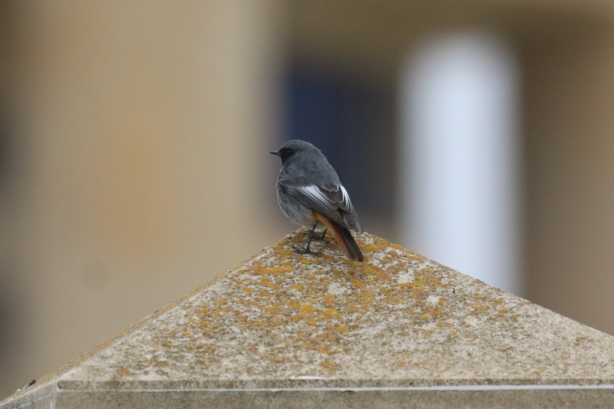 Black Redstart (Western) - ML628312306