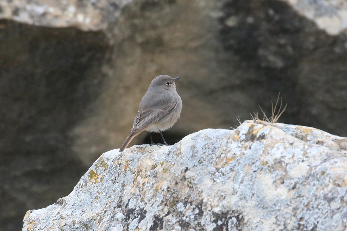 Black Redstart - ML628312319