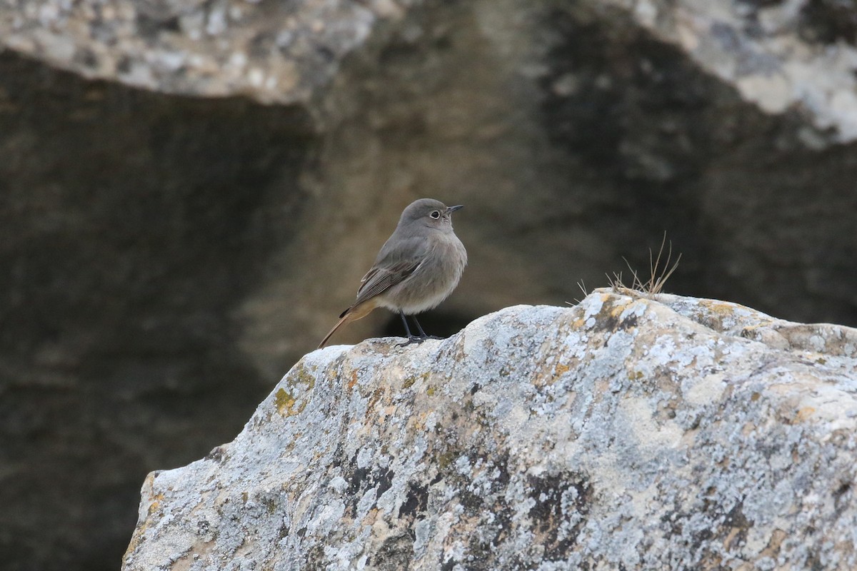Black Redstart - ML628312320