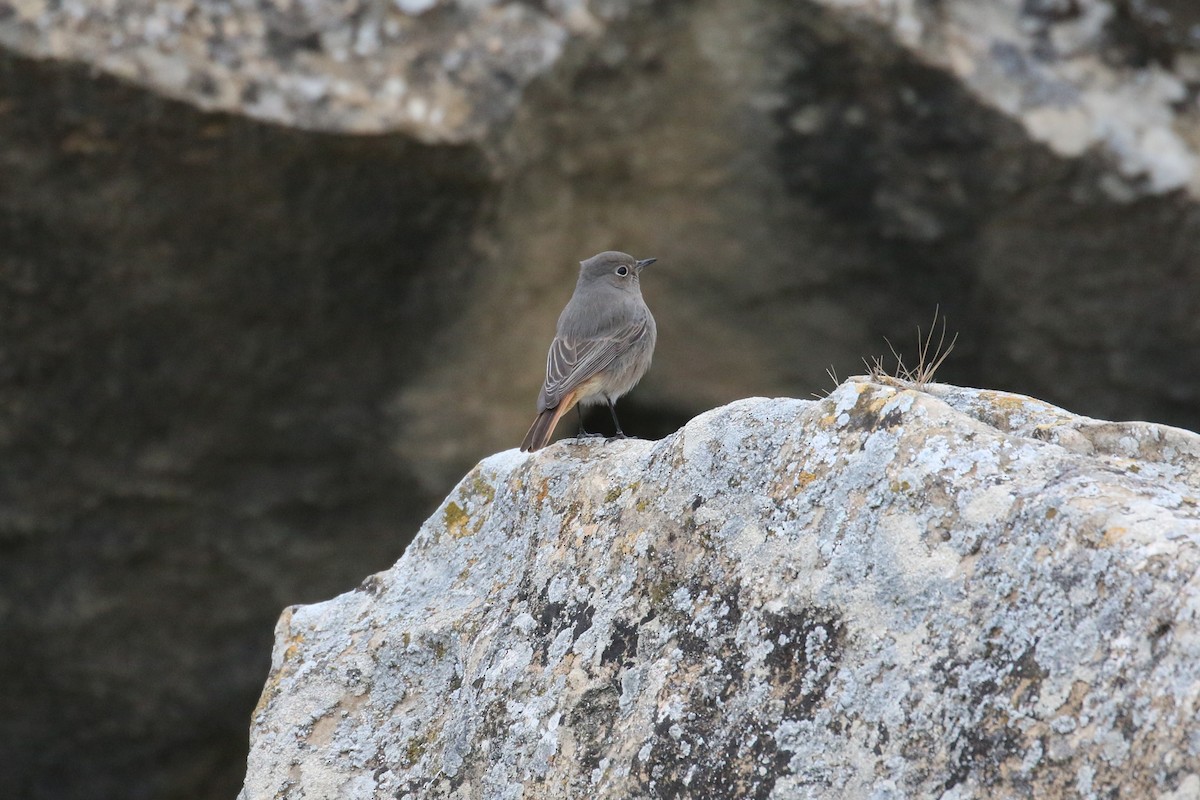 Black Redstart - ML628312321