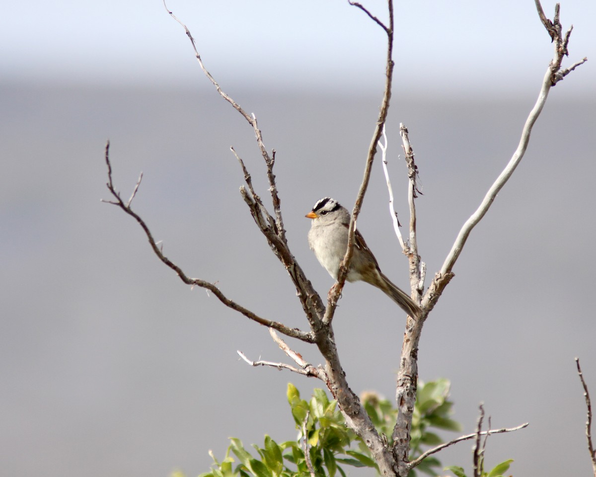 White-crowned Sparrow - ML628312330