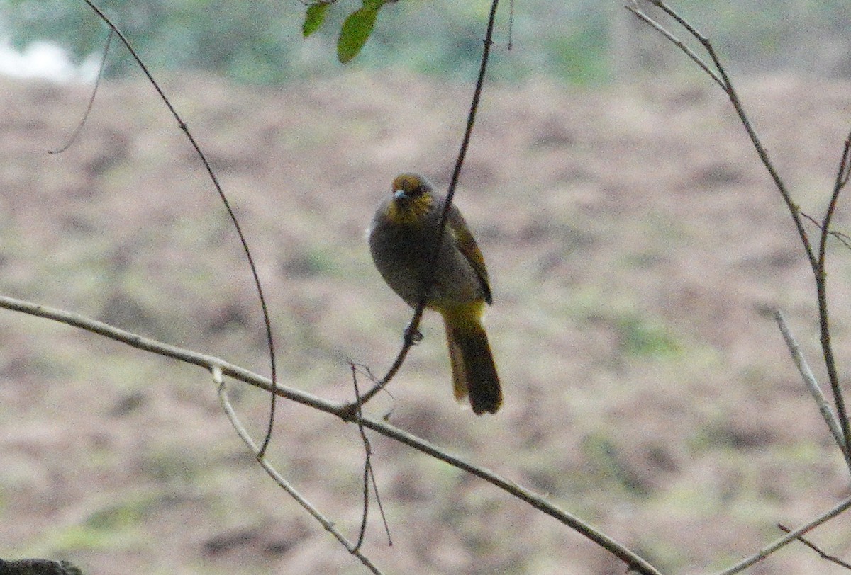 Stripe-throated Bulbul - ML628312634