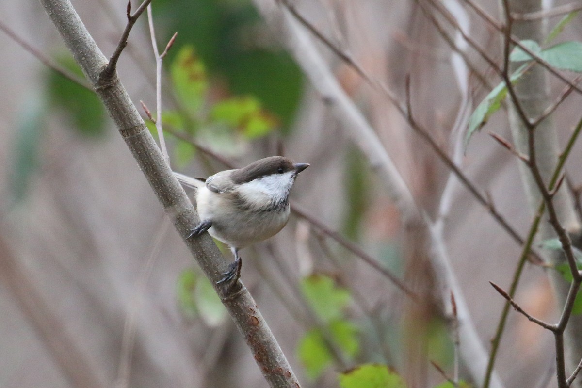 Caspian Tit - ML628312644