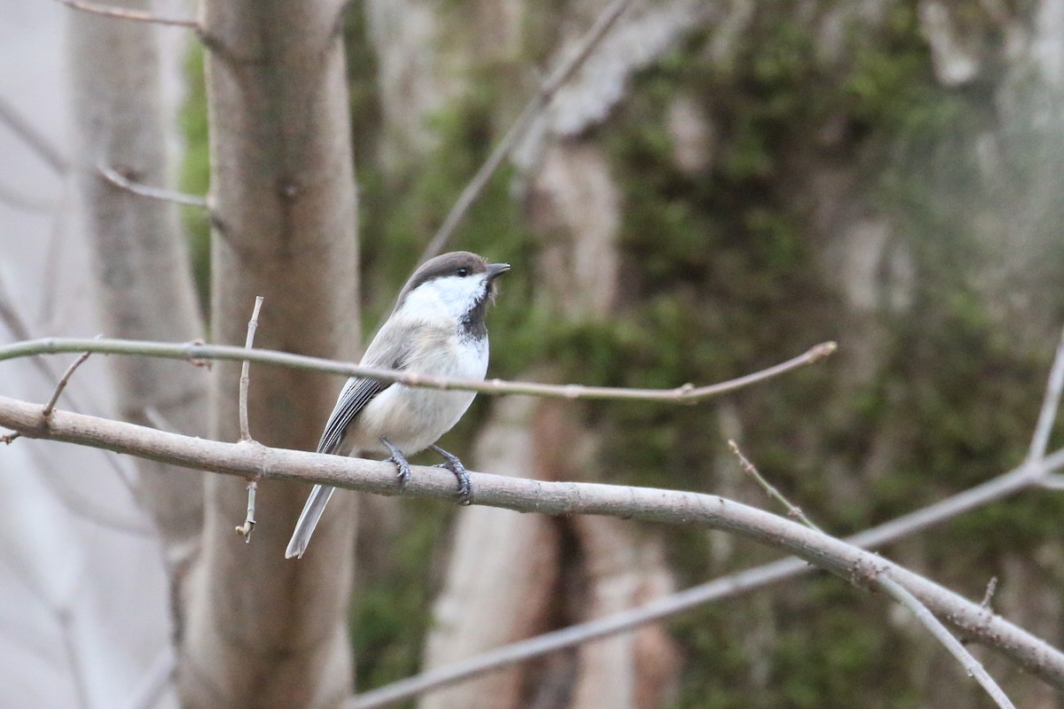 Caspian Tit - ML628312645