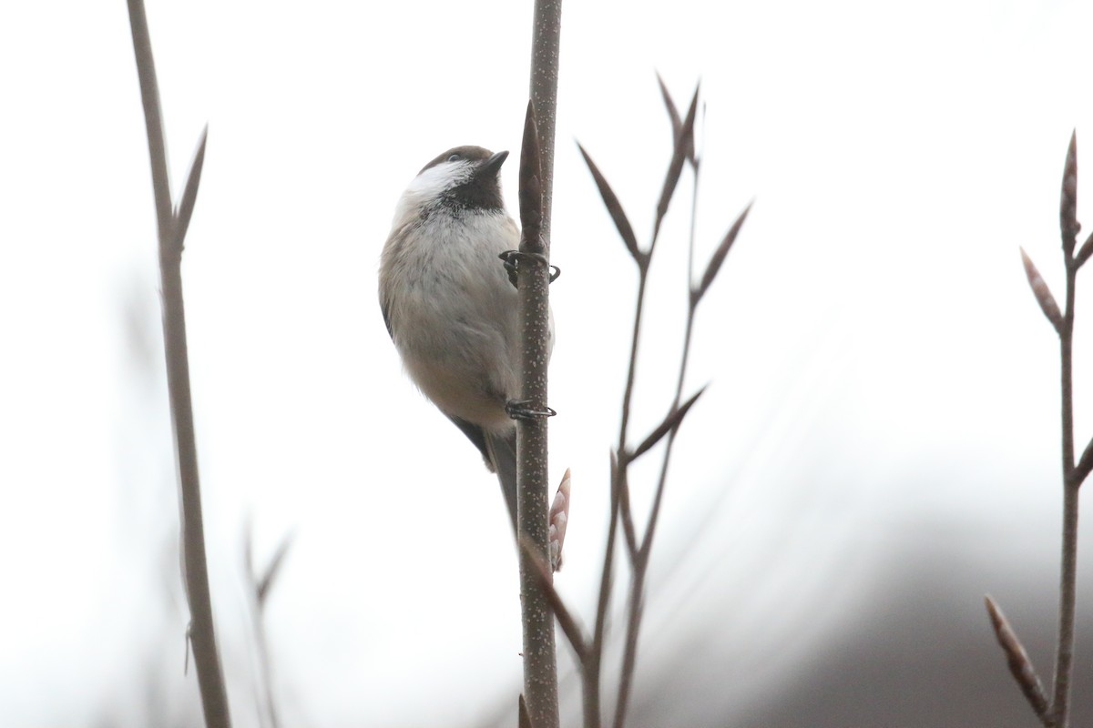Caspian Tit - ML628312646
