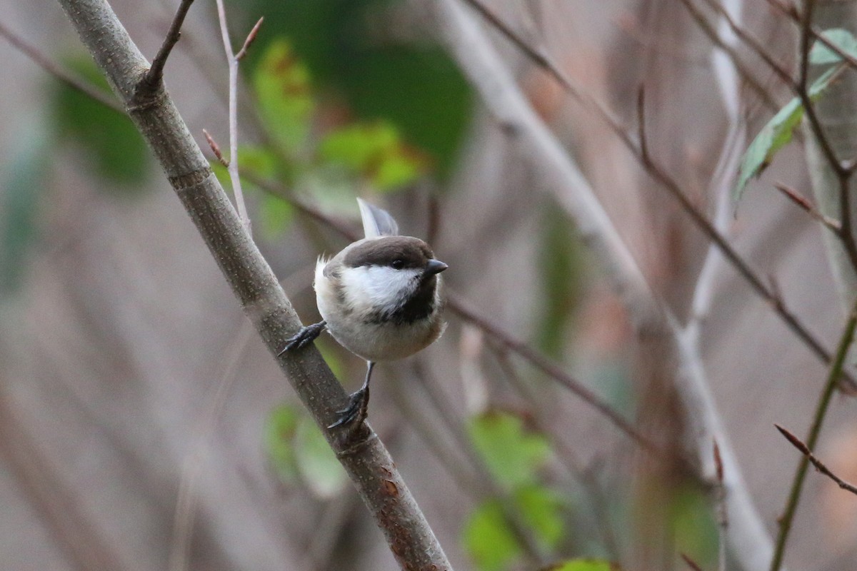 Caspian Tit - ML628312647