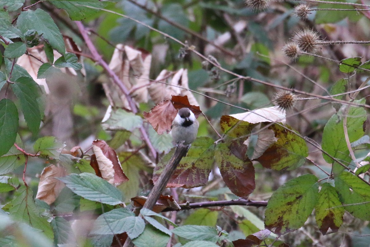 Caspian Tit - ML628312648