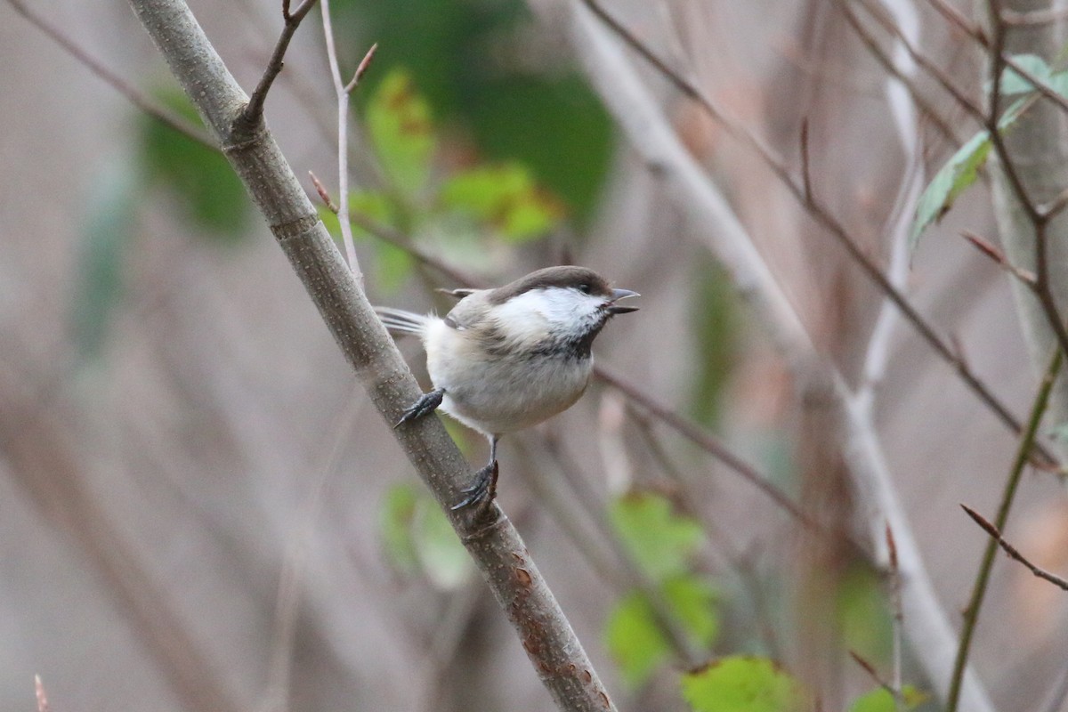 Mésange d'Iran - ML628312649