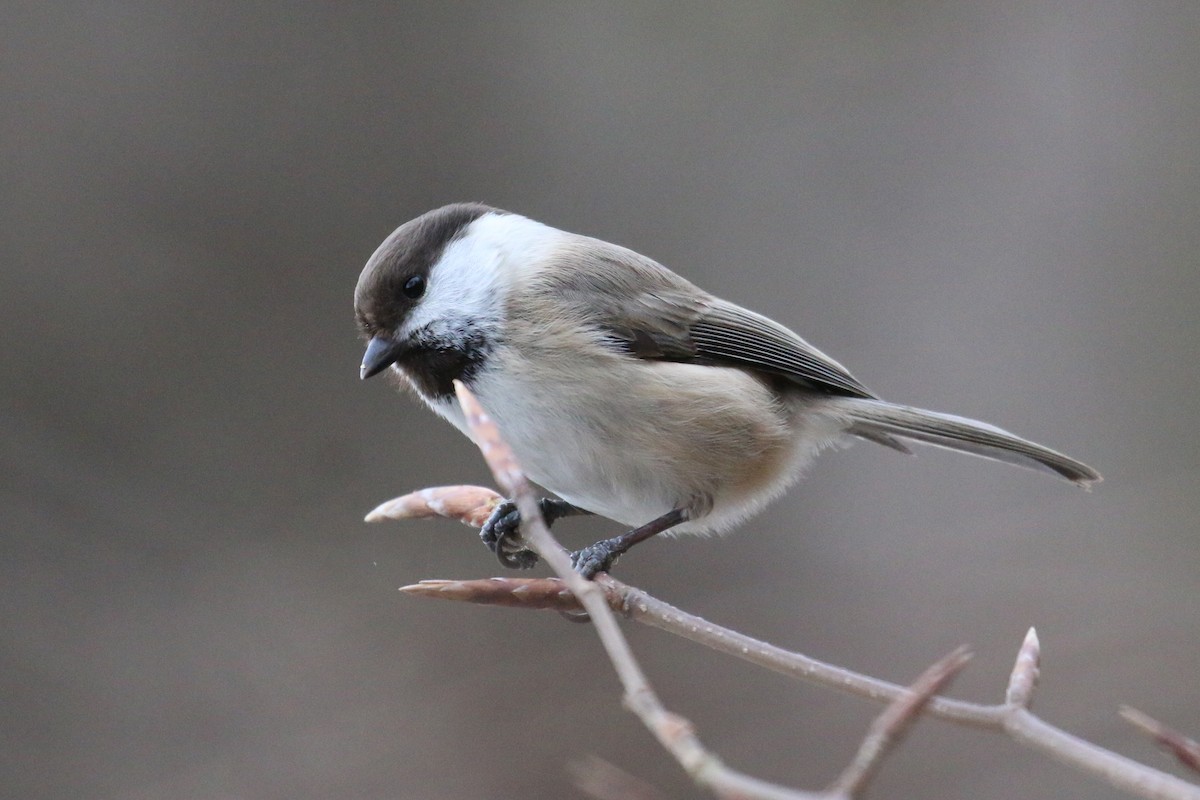 Mésange d'Iran - ML628312650