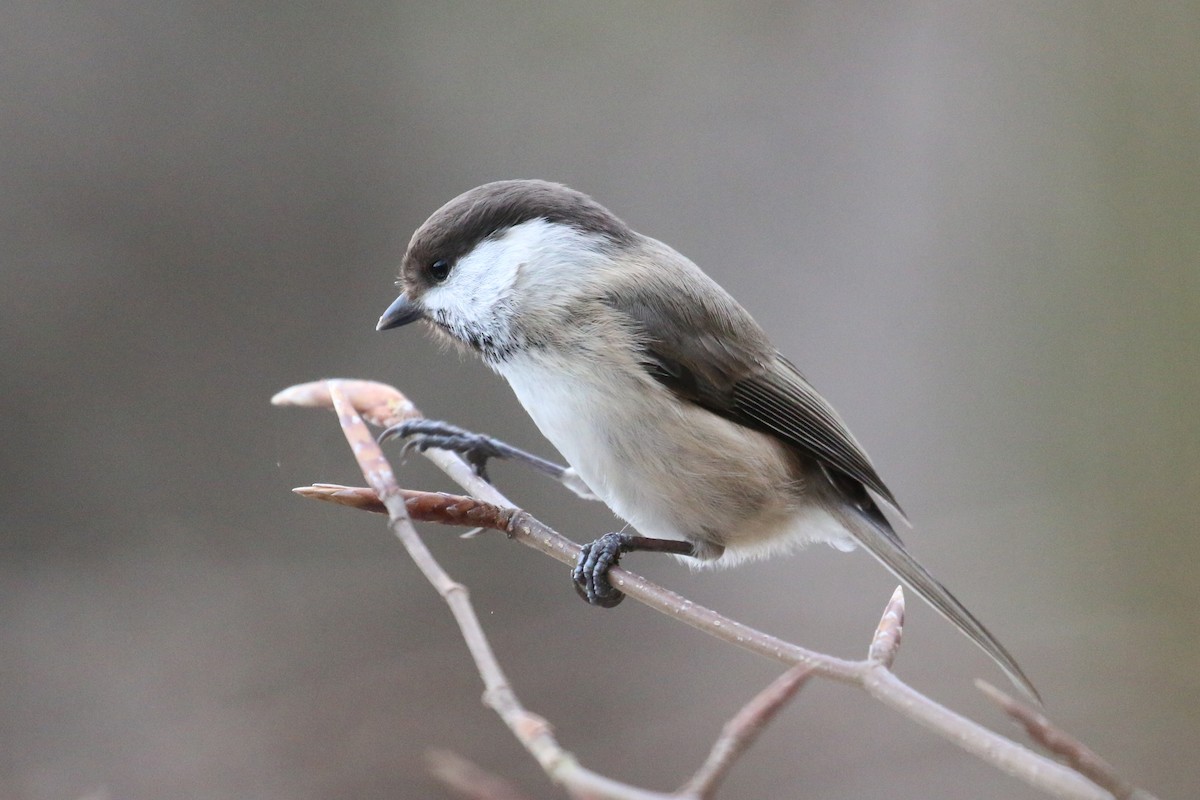 Caspian Tit - ML628312651