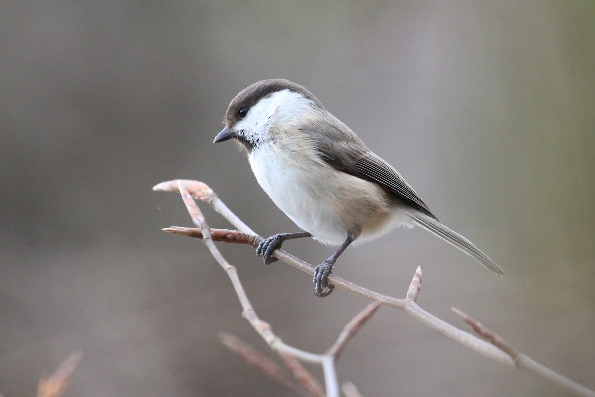 Mésange d'Iran - ML628312653