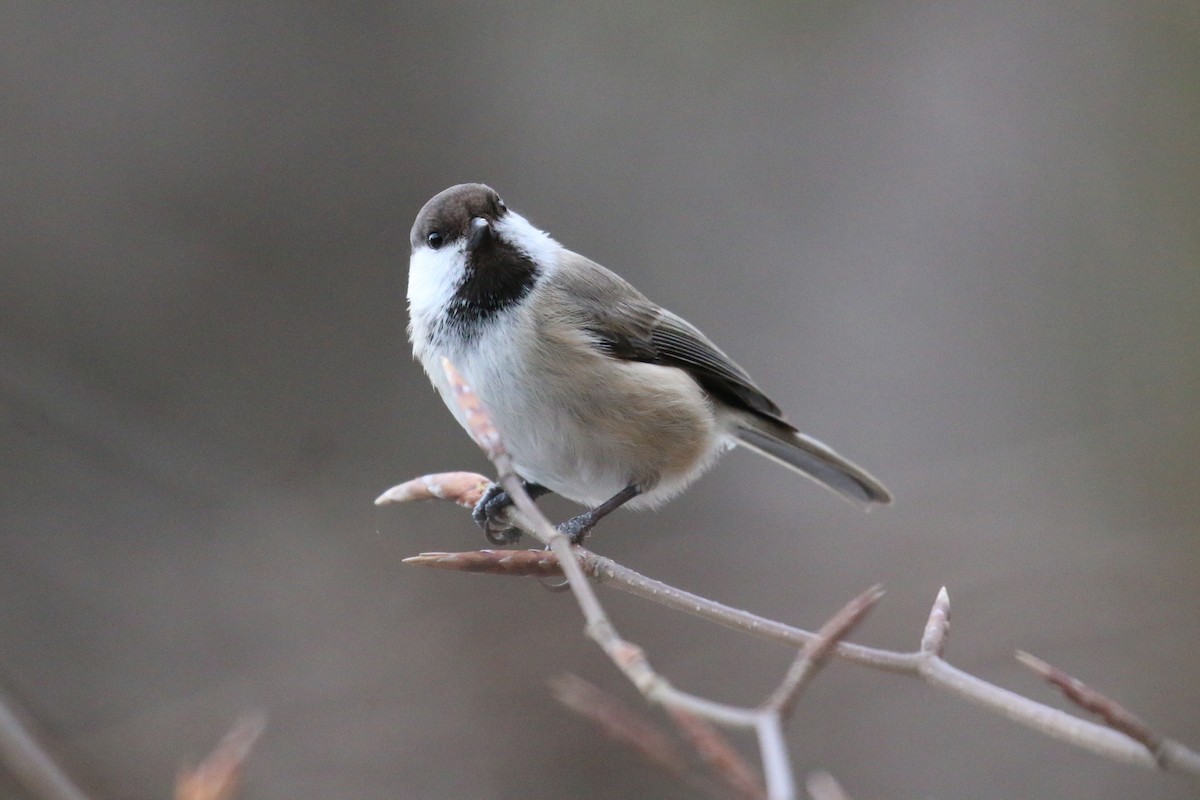 Caspian Tit - ML628312654