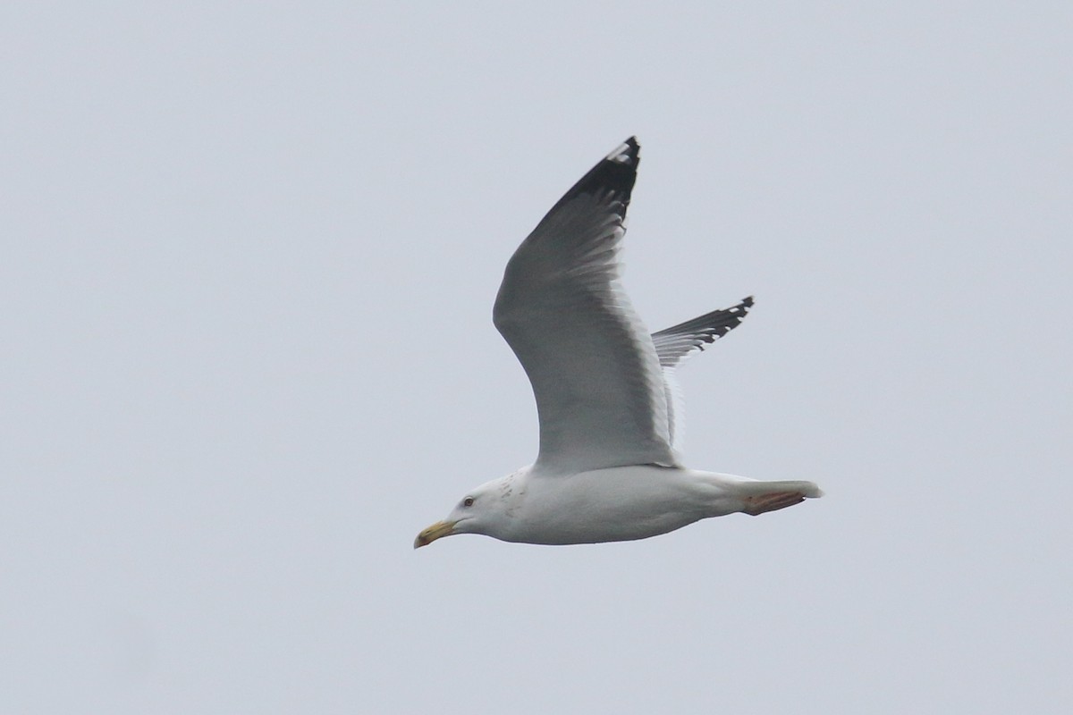 Caspian Gull - ML628312707