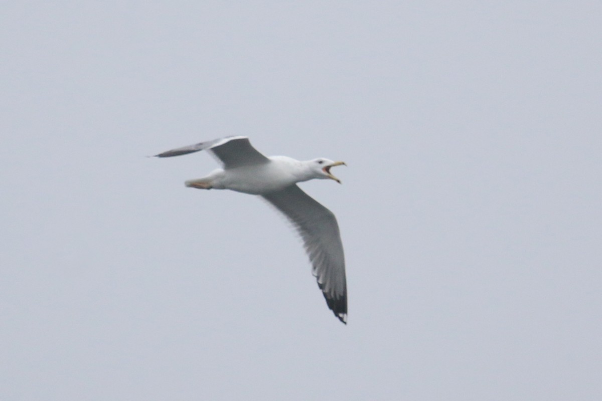 Caspian Gull - ML628312708