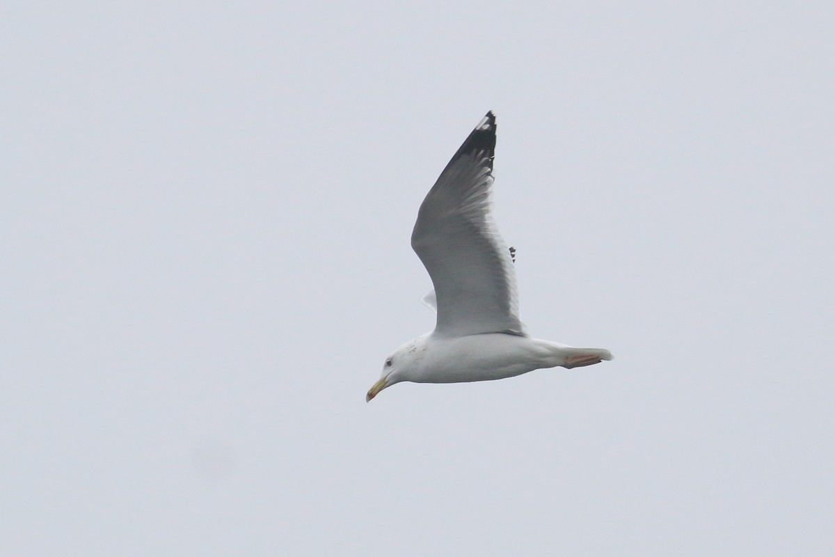 Caspian Gull - ML628312709