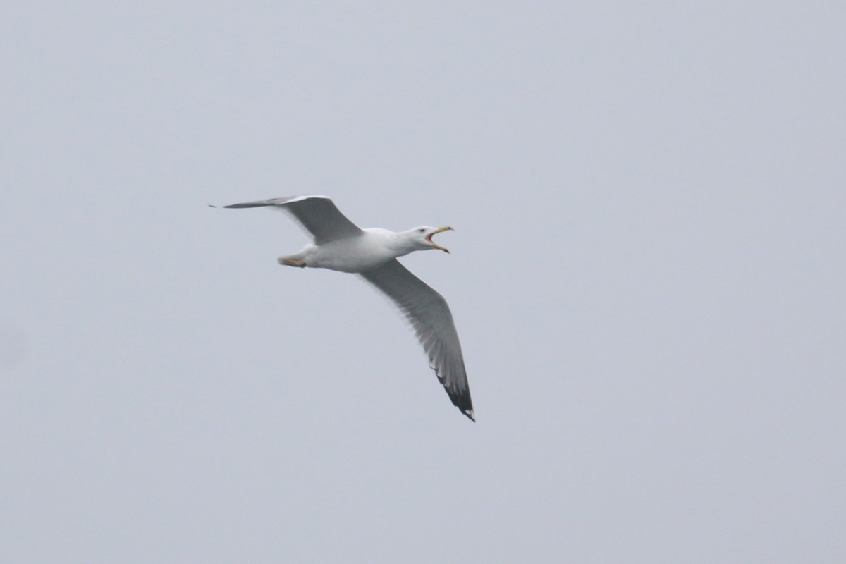 Caspian Gull - ML628312711