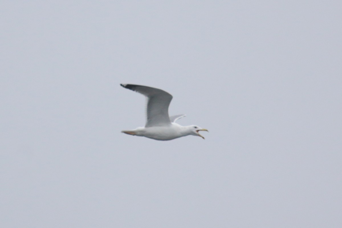 Caspian Gull - ML628312712