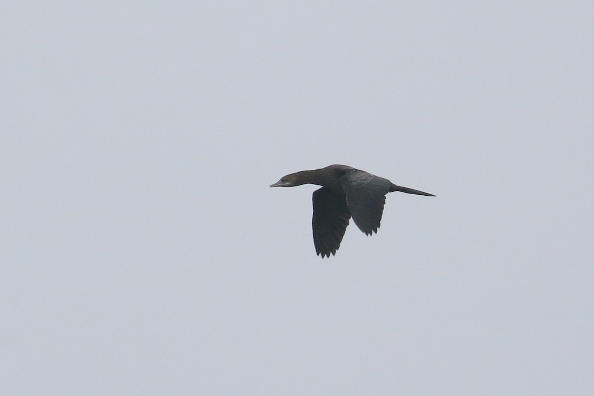 Pygmy Cormorant - ML628312716