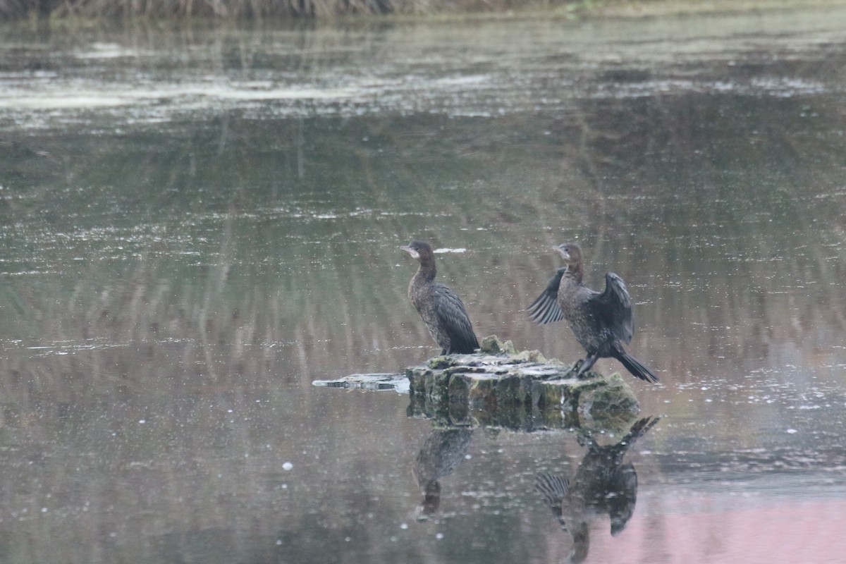 Pygmy Cormorant - ML628312718