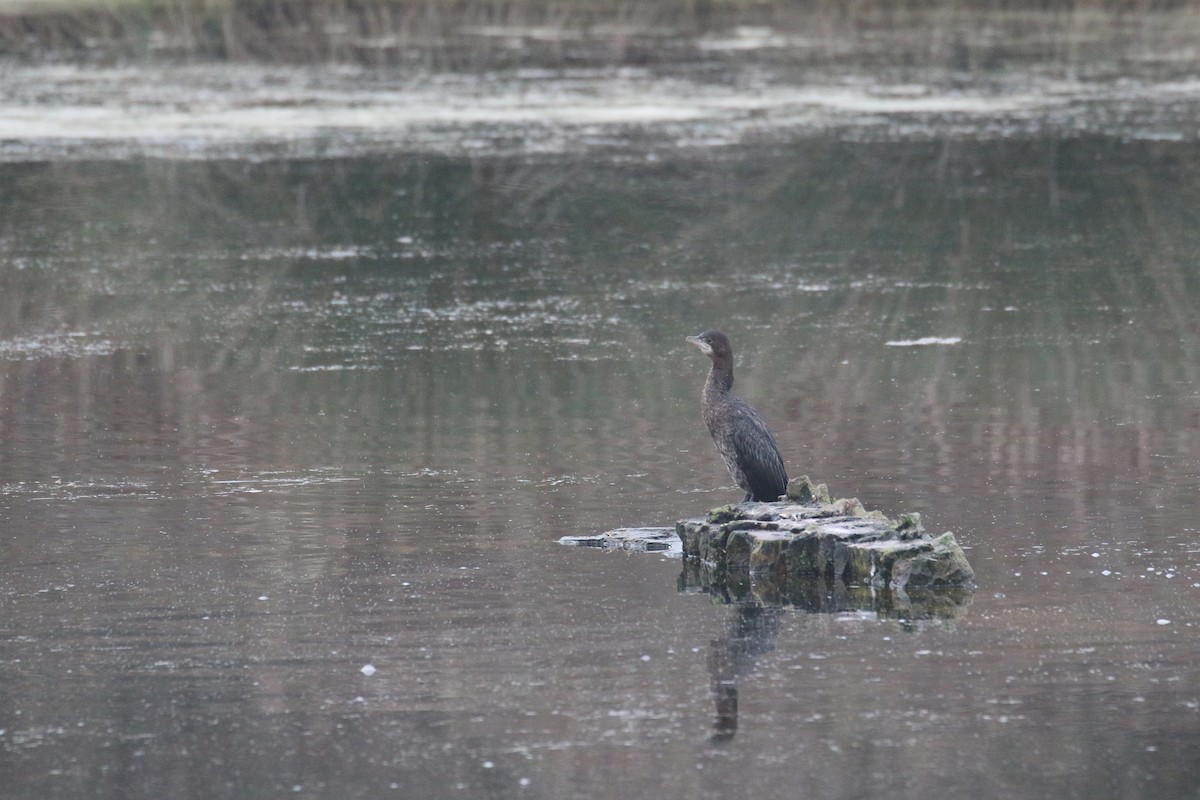 Pygmy Cormorant - ML628312721