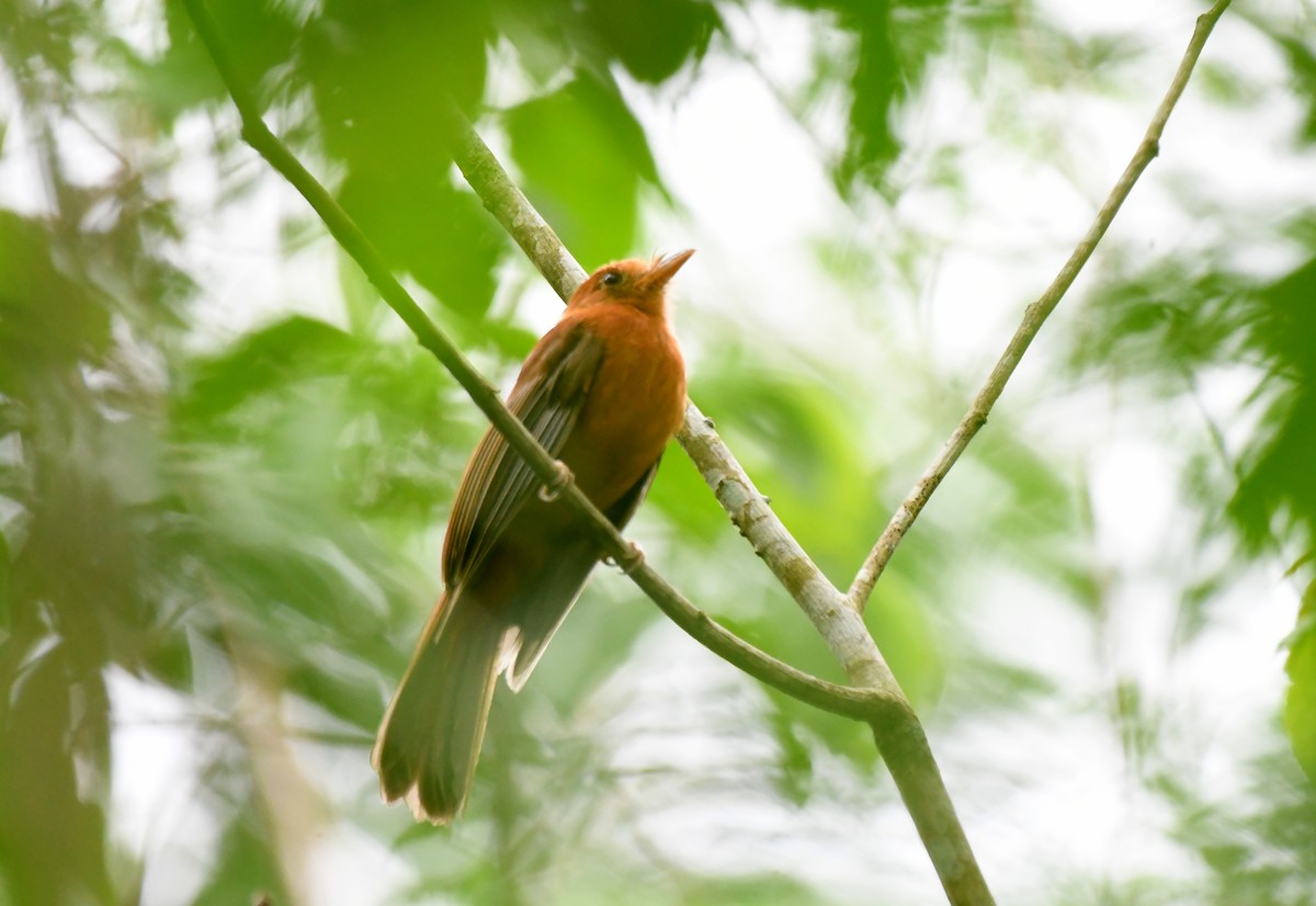 Rufous Twistwing - ML628312831